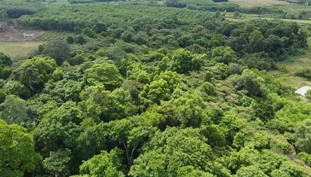 Le Vietnam va développer un marché du carbone pour atteindre ses objectifs de réduction des émissions de gaz à effet de serre (GES). (Photo : VNA)