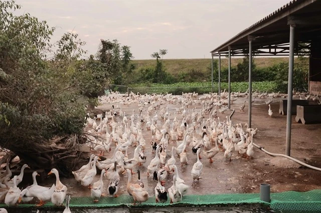 Un élevage de canards dans la ville de Quang Yên, province de Quang Ninh. Depuis le 1er juillet, les éleveurs sont autorisés à emprunter jusqu'à 300 millions de dongs (12 000 dollars) sans garantie. Photo : VNA