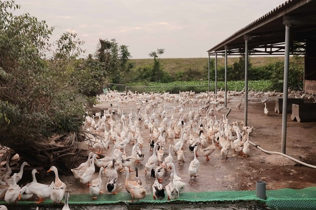 Un élevage de canards dans la ville de Quang Yên, province de Quang Ninh. Depuis le 1er juillet, les éleveurs sont autorisés à emprunter jusqu'à 300 millions de dongs (12 000 dollars) sans garantie. Photo : VNA