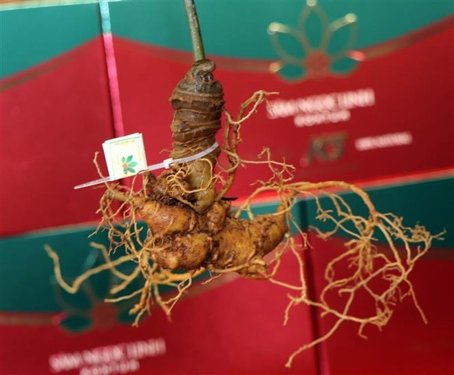 Ginseng de Ngoc Linh. Photo : VNA