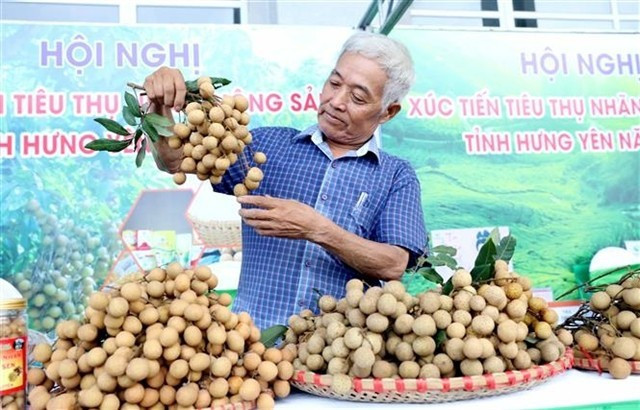 Un agriculteur présente des longanes fraîchement récoltés lors d'un événement de promotion commerciale à Hung Yen le 20 août. (Photo : VNA)