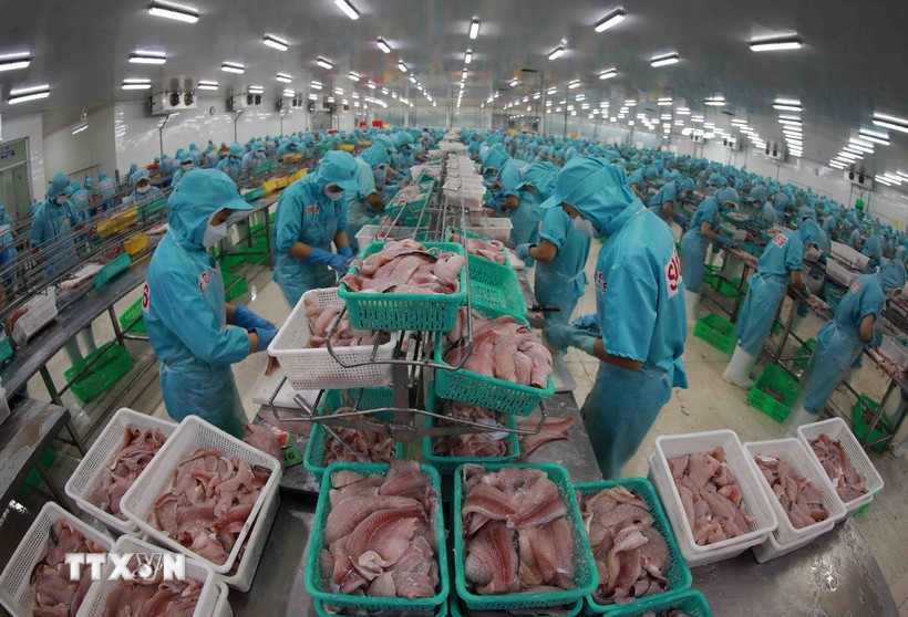 Trasformation des poissons Tra pour les exportations. Photo : VNA