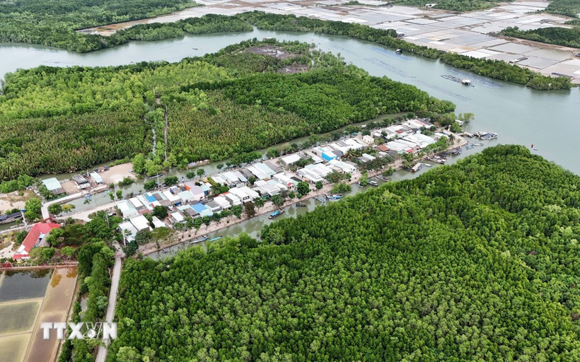 Zone résidentielle concentrée au milieu de l'écosystème de mangrove sur le hameau de l'île de Thieng Lieng. Photo : VNA