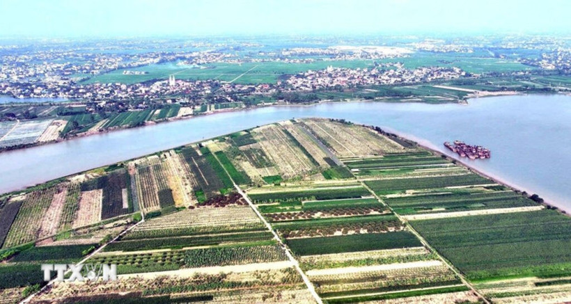 Zone de production agricole concentrée le long du fleuve Rouge, dans la commune de Tan Hung, ville de Hung Yen. Photo : VNA