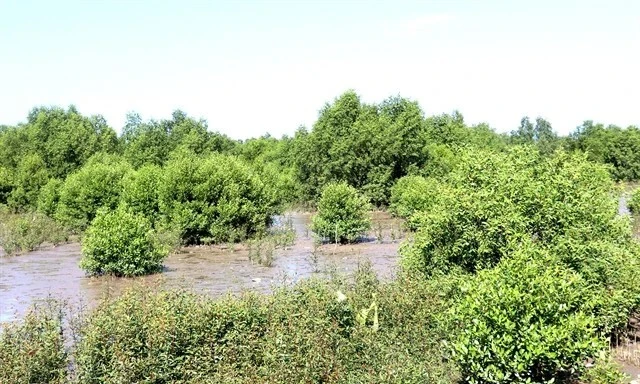 Forêts de mangrove dans le district d'An Bien, province de Kien Giang (Photo : VNA)