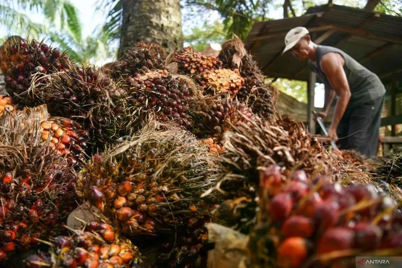 Un ouvrier récolte des régimes de fruits de palmier à huile dans une plantation PT Perkebunan Nusantara IV à Deli Serdang, dans le nord de Sumatra, en Indonésie. Le gouvernement se prépare à mettre en œuvre le programme obligatoire de 50 % de biodiesel (B50) en 2026 pour mettre fin aux importations de diesel. (Photo : Antara)