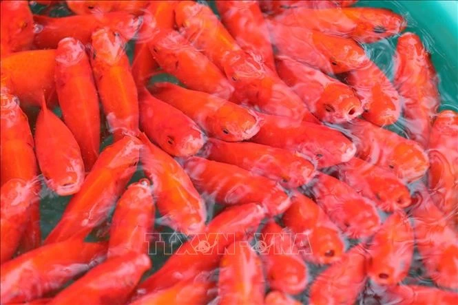 Les carpes rouges qui servent à Táo Quân de véhicule pour monter au ciel. Photo : VNA