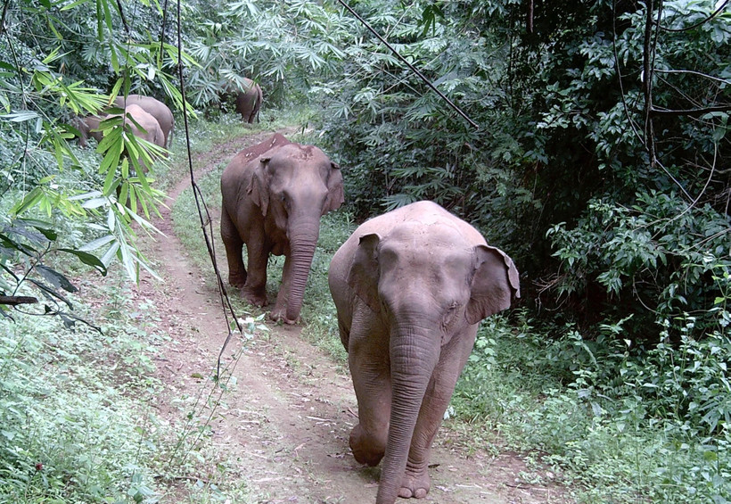 a province de Dong Nai constitue un habitat majeur, considéré comme le « foyer » du deuxième plus grand troupeau du pays avec environ 25 à 27 éléphants sauvages. Photo : VNA