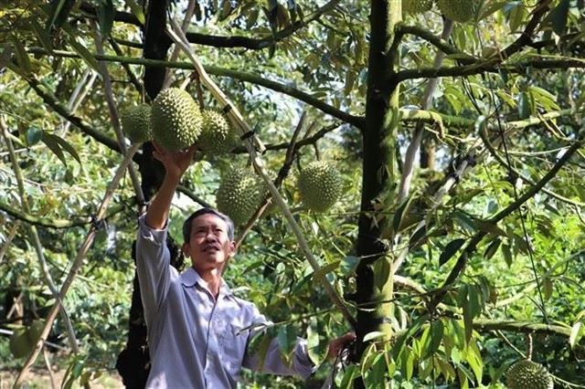 Récolte de durians dans la province de Tiền Giang. Photo : VNA