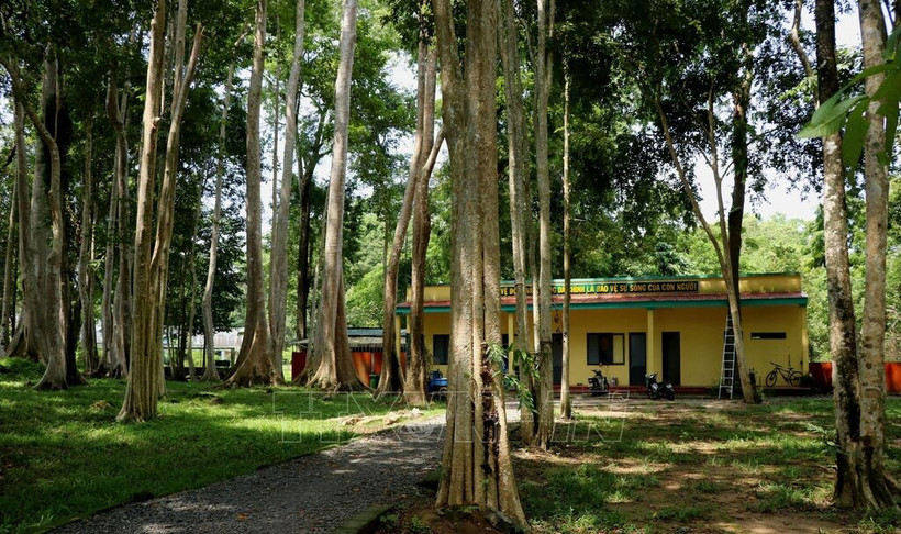 Le Centre de sauvetage, de conservation et de développement des espèces constitue à la fois un refuge et un « hôpital » unique en son genre, où des dizaines d’animaux sauvages rares et menacés retrouvent soins et vitalité avant de regagner leur habitat naturel. Photo : VNA