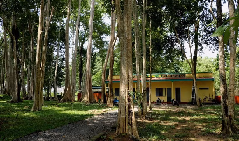 Le Centre de sauvetage, de conservation et de développement des espèces constitue à la fois un refuge et un « hôpital » unique en son genre, où des dizaines d’animaux sauvages rares et menacés retrouvent soins et vitalité avant de regagner leur habitat naturel. Photo : VNA