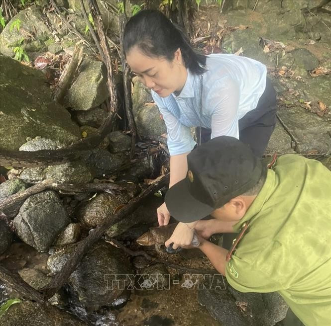 Une tortue à grosse tête rare relâchée dans la nature à Quang Ngai. Photo : VNA