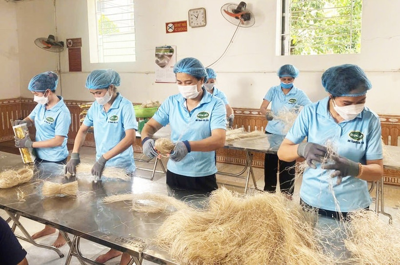 Production de vermicelles destinés à l'exportation dans l'usine de Duong Kien dans le village de So (commune de Hung Dao). Photo : VNA