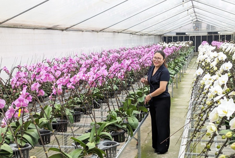 Le modèle de culture d'orchidées high-tech de la coopérative Dan Hoai présente un excellent rapport qualité-prix. Photo hanoimoi.vn
