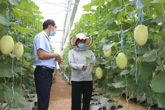 La promotion d'une agriculture intelligente et durable est une priorité absolue de la stratégie du Vietnam pour un développement agricole et rural durable pour la période 2021-2030, avec une vision à l'horizon 2050. (Photo : VNA)