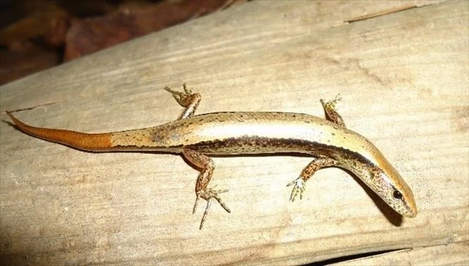 Espèce de lézard baptisée Scincella truongi Pham. Photo : VNA