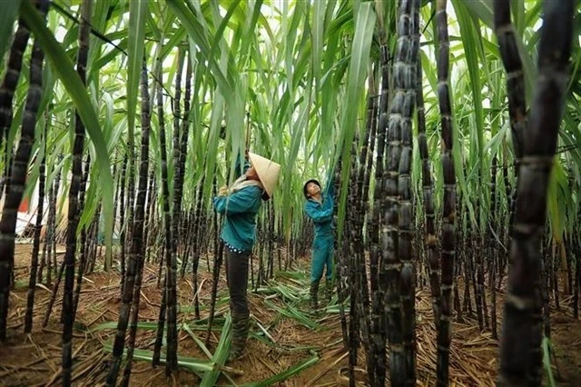 Des agriculteurs récoltent la canne à sucre dans la province de Hoa Binh. (Photo : VNA/VNS)