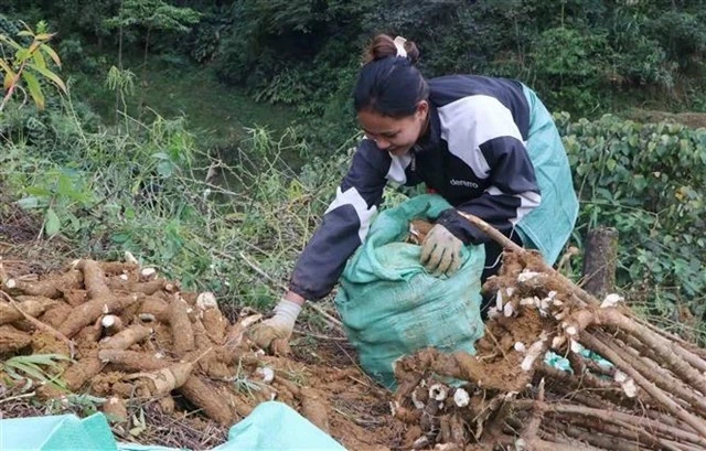 Un agriculteur récolte du manioc dans la province de Lai Chau (Photo : VNA)