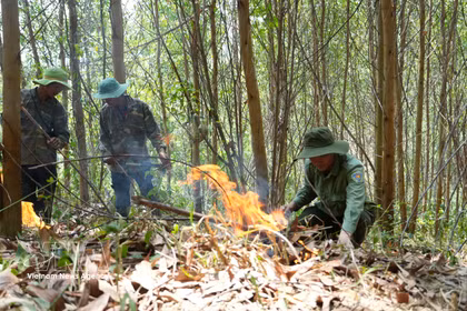 Le brûlage des sous-bois contribue à réduire le risque d'incendies de forêt pendant la période de sécheresse la plus intense. Photo : Tuan Anh – VNA