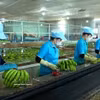 Les bananes sont triées et prétraitées par les employés du groupe Hoang Anh Gia Lai avant d'être conditionnées pour l'exportation. Photo : VNA