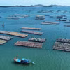 La mariculture, nouveau moteur de l'économie maritime du Vietnam