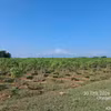 Selon les recherches japonaises sur les huiles non alimentaires, le Jatropha résiste bien à la sécheresse et peut pousser sur des terres en friche, sablonneuses et érodées ou peu fertiles. Photo : fournie par Star Japan