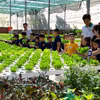 Visite d’un modèle de culture maraîchère de haute technologie à la coopérative agricole Tuan Ngoc, à Hô Chi Minh-Ville. Photo : VNA