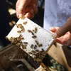 Le miel en rayon, produit selon la technique apicole de M. Le Loc Quan, est un miel de haute qualité très apprécié sur le marché sud-coréen. Photo : VNA 