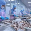 Transformation de poulpes destinés à l’exportation vers le marché japonais au sein de l’entreprise Huy Nam, dans la province d’An Giang. Photo: VNA