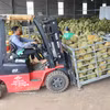 Des durians sont rassemblés dans un entrepôt appartenant à une entreprise du quartier de Dong Gia Nghia (province de Lam Dong) pour être triés avant d'être distribués sur le marché. Photo : VNA