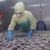 Selon la VASEP, dépasser les 12 milliards de dollars d’exportations de produits aquatiques en 2026 reste un objectif réalisable. Photo : VNA