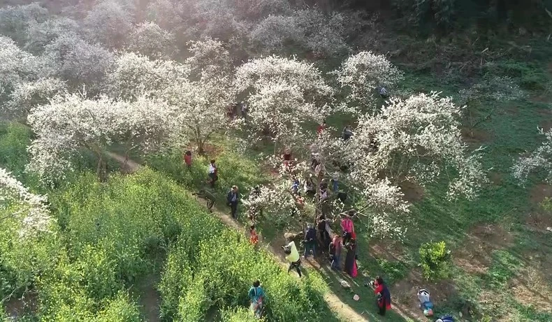 Les collines de thé de Moc Chau – Une destination attrayante pour les touristes