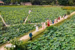 Saison des lotus à Ninh Binh en juin. Photo : VNA