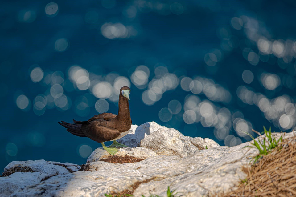 Parmi les espèces d'oiseaux qui nichent sur l'île, on retrouve une grande variété, allant de la délicate salangane à croupion blanc au puissant aigle de mer à ventre blanc, en passant par les élégantes sternes à dos noir, huppées et à tête grise. Photo: VNA