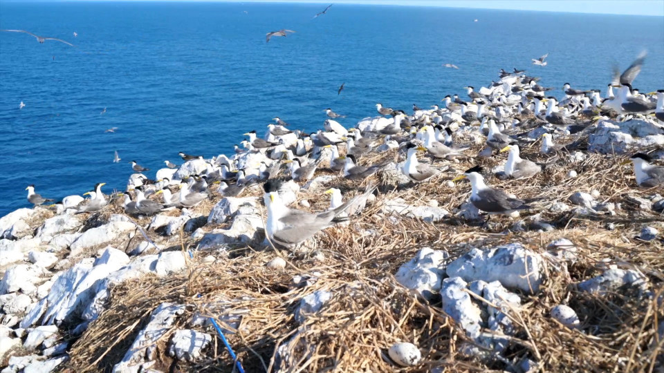 D'une superficie de près de deux hectares, cet îlot est devenu un refuge vital pour la reproduction de nombreuses espèces d'oiseaux marins rares. Photo: VNA