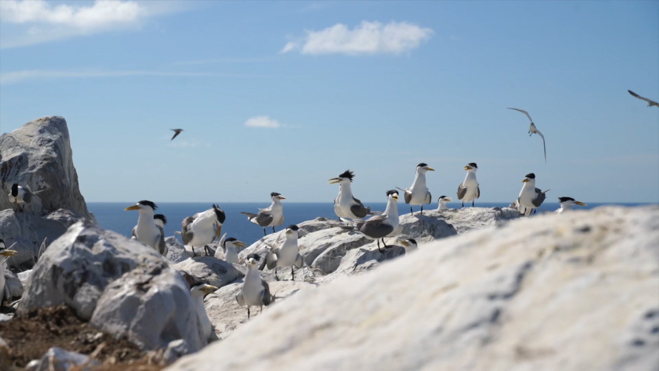 Leurs journées sont rythmées par des allers-retours entre l'île où ils nichent et élèvent leurs petits, et la mer, où ils trouvent leur nourriture. Photo: VNA