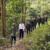 Le Vietnam reconnu comme un pays à « faible risque » selon la réglementation européenne anti-déforestation. Photo : VNA