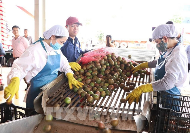 Les échanges bilatéraux entre le Vietnam et l'UE atteignent 298 milliards de dollars en 2024. Photo: VNA evfta.jpg