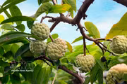 Bénéficiant d'un climat et d'un terroir particulièrement favorables, la pomme cannelle de Bo Ly se caractérise par ses quartiers fermes et sa saveur délicatement sucrée. Photo: VNA