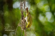 L'atmosphère paisible et sereine autour du du lac de l'Épée restituée en fait un véritable havre de paix pour les oiseaux. Photo: VNA