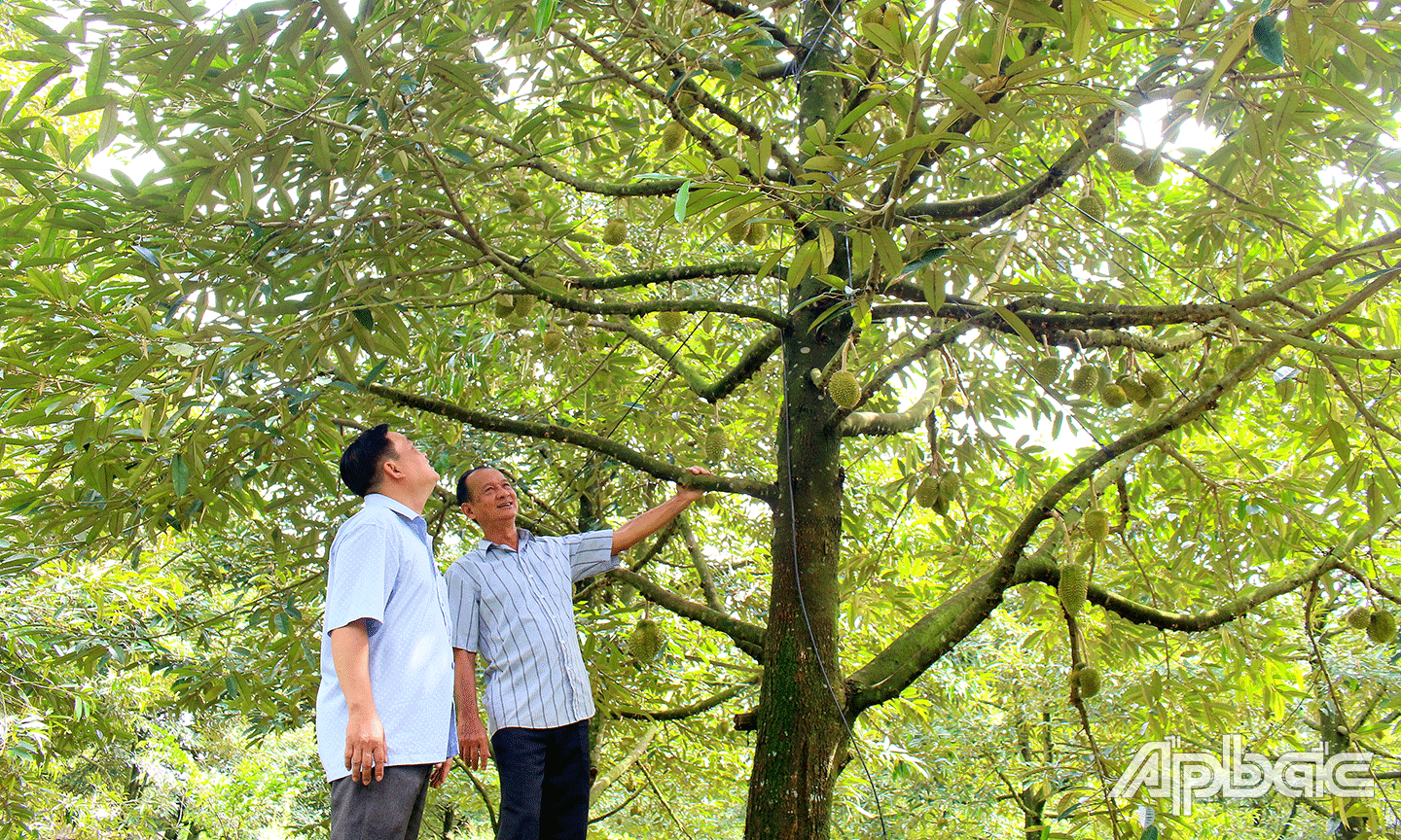 Plusieurs fruits de Tien Giang sont mis en vente sur des plateformes numériques. Photo: baoapbac.vn