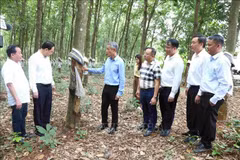 L'ambassadeur Nguyên Minh Vu (troisième à gauche) visite la plantation d'hévéas de la Sarl du développement de caoutchouc Hoang Anh Mang Yang K, filiale du Groupe de l'industrie du caoutchouc du Vietnam, dans la province de Ratanakiri, au Cambodge. Photo : VNA