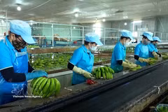 Les bananes sont triées et prétraitées par les employés du groupe Hoang Anh Gia Lai avant d'être conditionnées pour l'exportation. Photo : VNA