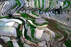 Lors de la période du repiquage, le paysage se pare du vert tendre des jeunes plants de riz alternant avec les reflets de l'eau, créant un tableau poétique et paisible au cœur des montagnes du Nord-Ouest. Photo : VNA
