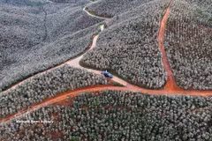 Les grappes de fleurs s'épanouissent sur les versants, illuminant l'espace montagnard et créant un paysage idyllique. Photo : VNA.