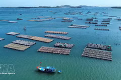 La mariculture, nouveau moteur de l'économie maritime du Vietnam