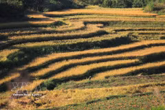 Les rizières en terrasses de Mien Doi s’étendent à flanc de colline, dans la commune de Thuong Coc, offrant un magnifique paysage doré à la saison des récoltes. Photo : VNA.