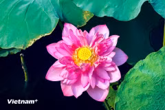 Le lotus du lac de l’Ouest dévoile sa beauté au cœur de Hanoï