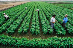 Le développement agricole durable ne peut se passer du rôle des coopératives. Photo : vneconomy.vn