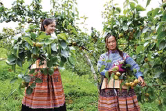 Une plantation de poiriers dans la province montagneuse de Lào Cai (Nord). Photo : VNA/CVN